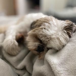 Meet your Posher, Nick